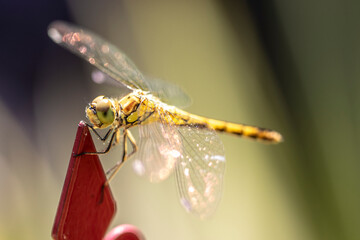 dragonfly close up