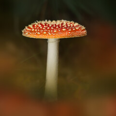 Fly Agaric in the forest