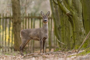 A beautiful roe deer stands in a park in spring, with an old crumbling wooden fence in the background. Capreolus capreolus. Closeup portrait of a doe. 