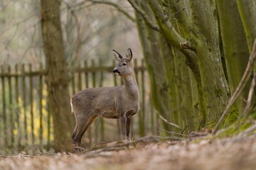 A beautiful roe deer stands in a park in spring, with an old crumbling wooden fence in the background. Capreolus capreolus. Closeup portrait of a doe. 