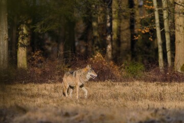A beautiful grey wolf in the nature habitat.m Canis lupus. Wildlife scene with a eurasian wolf.