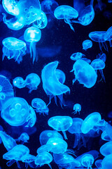 Jellyfish swim gracefully in an aquarium illuminated by shifting colored lights, The water is filled with tiny particles and air bubbles. The image contains noise caused by shooting with high ISO