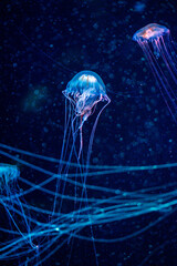 Jellyfish swim gracefully in an aquarium illuminated by shifting colored lights, The water is filled with tiny particles and air bubbles. The image contains noise caused by shooting with high ISO