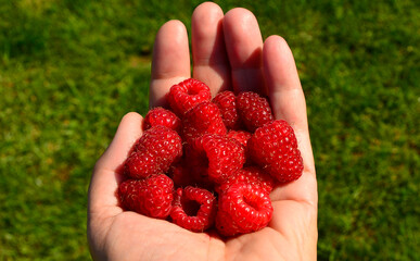 garść dojrzałych malin, czerwone maliny w dłoni na tle trawnika,  handful of ripe raspberries, red raspberries in hand, handful of fresh red raspberries in the hand against the background of the lawn © kateej