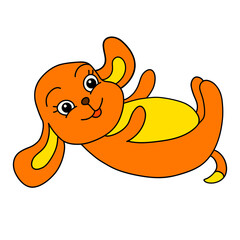 funny puppy lying on back, cute pet and relax, orange 