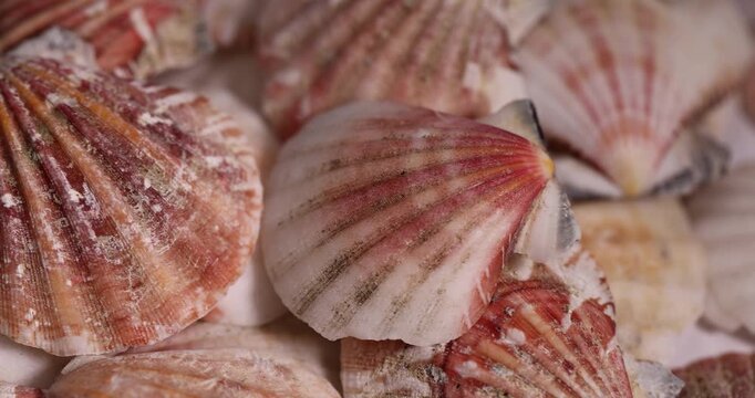 empty shells of marine mollusks stacked in one pile, dumped together empty washed shells of snails and other mollusks