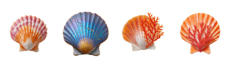 Four seashells isolated on white, diverse colors. Summer, marine life, ocean, beach, collection, souvenir