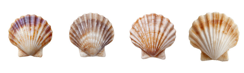 Obraz premium Scallop shell collection shows variations. Seashells, ocean life, marine, nature, beach, summer, coast, decorative, art, texture, pattern