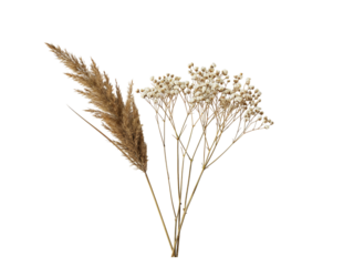 Delicate dried gypsophila flowers and a feathery pampas grass plume isolated on transparent background