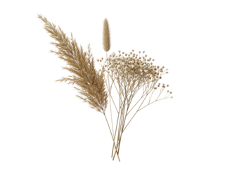 Delicate dried pampas grass and baby s breath flowers arranged in a natural bouquet isolated on transparent background