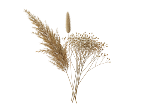 Delicate dried pampas grass and baby s breath flowers arranged in a natural bouquet isolated on transparent background