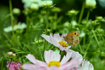 In warm July sunshine, a Meadow Brown butterfly feeds on a thriving Cosmos flower head in a North Yorkshire garden 