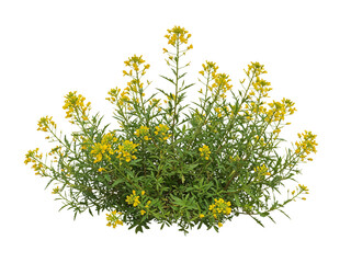 A vibrant flowering plant with numerous small yellow blossoms and green leaves isolated on transparent background