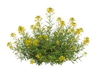 A vibrant flowering plant with numerous small yellow blossoms and green leaves isolated on transparent background