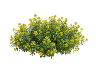 A vibrant green bush with abundant small yellow flowers in full bloom isolated on transparent background