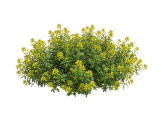 A vibrant green bush with abundant small yellow flowers in full bloom isolated on transparent background