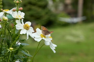 In warm July sunshine, a Meadow Brown butterfly feeds on a thriving Cosmos flower head in a North...