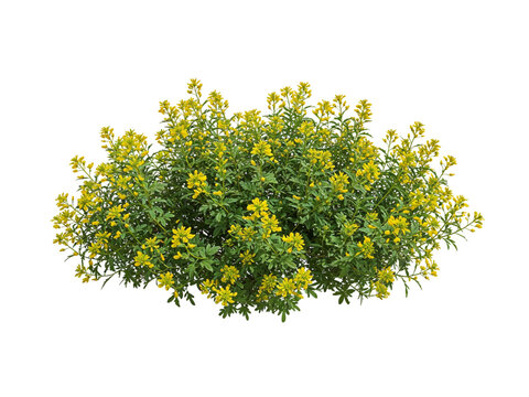 A vibrant green bush with abundant small yellow flowers in full bloom isolated on transparent background