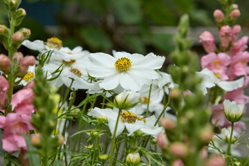 Cosmos flowers thrive in July in the North Yorkshire garden