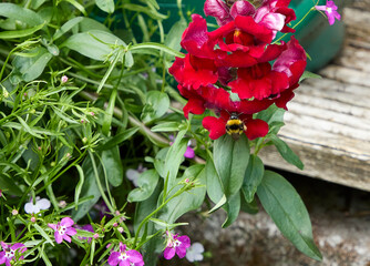 A warm July and a Bumblebee feeds on Snapdragon flower heads in Nidderdale, North Yorkshire at 900ft