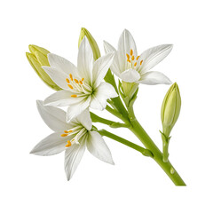 Fototapeta premium Elegant white lilies bouquet, isolated on black background. Perfect for wedding invitations, funeral arrangements, or spring themes.