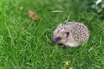 Igel auf Wiese
