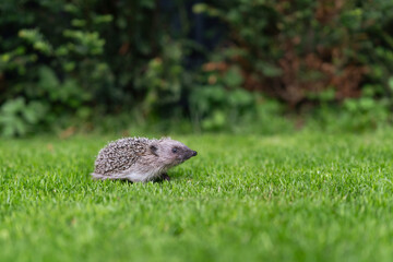 Igel auf Wiese © christophe papke