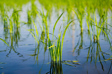 Obraz premium Beautiful Organic green paddy-field background textures.