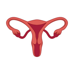 vector illustration of female reproductive system anatomy
