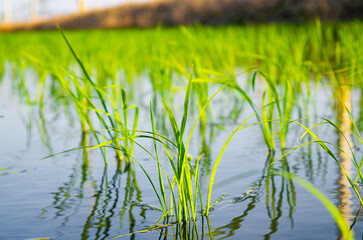 Obraz premium Beautiful Organic green paddy-field background textures.
