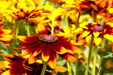 yellow rudbeckia flower on a blurred background with bokeh. colorful flower macro photo. close-up.