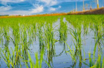 Beautiful Organic green paddy-field background textures.