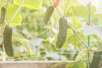 Obraz premium Ripe cucumbers grow on a trellis near the fence.