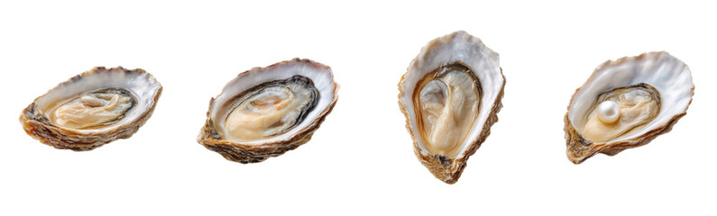 Oysters displayed in a row, including one with a pearl. Seafood, gourmet, delicacy, raw, fresh, oyster, pearl, shell, food, gourmet, luxury, restaurant