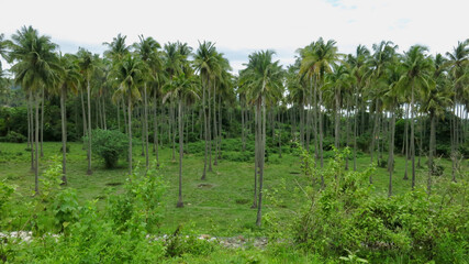 Palm plantation. View of rows of tall, even palm trees.