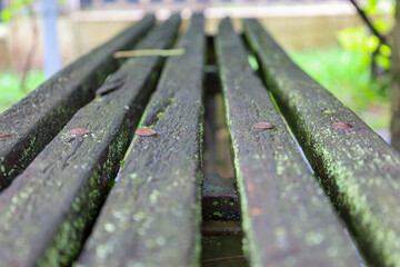 A close-up view shows old wooden planks covered with green moss and fastened with metal nails,...