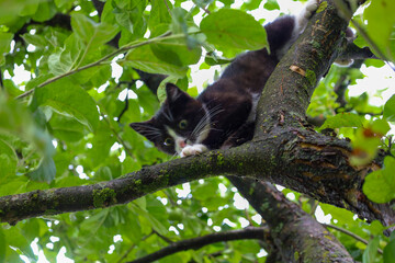 A black and white kitten with bright eyes has climbed into a leafy tree, surrounded by thick green...