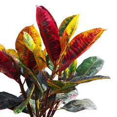 PNG of Vibrant tropical leaves showcasing a mix of red, yellow, and green hues, perfect for a lively interior decor.