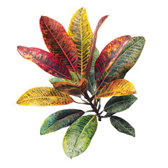PNG of Vibrant tropical leaves showcasing a stunning blend of red, yellow, and green hues, adding a splash of color to any setting.