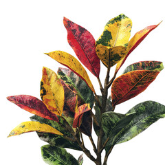 PNG of Vibrant multicolored leaves showcasing a mix of red, yellow, and green hues, perfect for adding a touch of nature indoors.