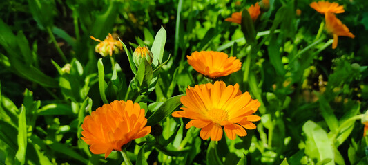 Bright Calendula flowers in summer