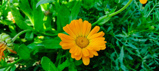 One Calendula flower bloomig in the morning