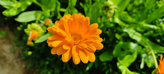 Calendula plant top view close up