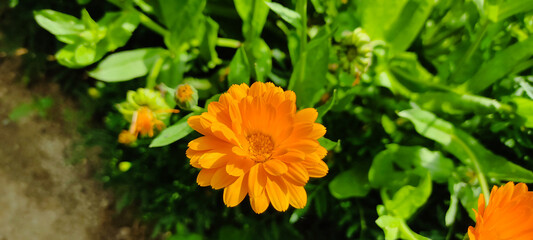 Calendula plant top view, summer garden