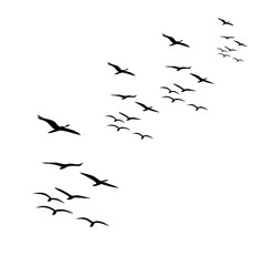 Fototapeta premium flock of birds silhouette i solated on transparent background