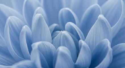 Obraz premium Macro close-up of soft blue flower petals with a dreamy blur