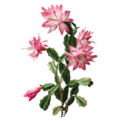 PNG of PNG of Vibrant pink flowers of a Christmas cactus in full bloom, showcasing delicate petals and lush green leaves.