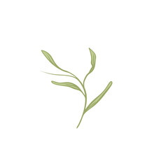 Fototapeta premium Delicate Green Sprig Illustration on White