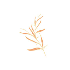 Delicate Botanical Illustration: Ochre Willow Branch