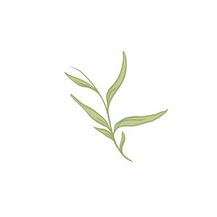 Delicate Green Leaf Branch Illustration